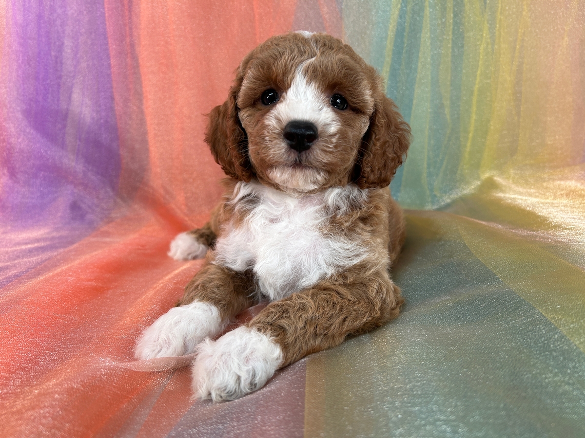 Gorgeous Red and White Male Bichon Poo Puppy for Sale DOB 6-15-2024 $750